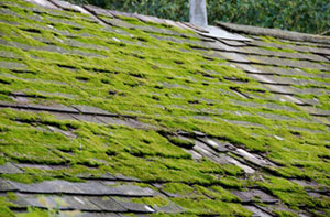 Roof Moss Removal North Weald Bassett UK (01992)