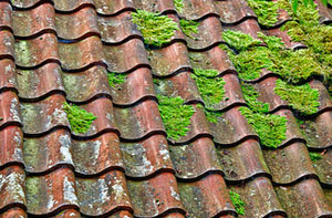March Roof Moss Removal