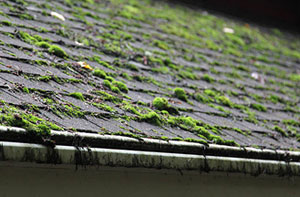 York Roof Moss Removal