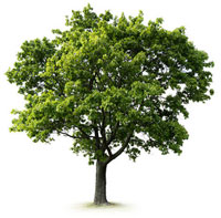 Tree Care Ramsgate