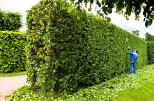 Hedge Trimming Camborne