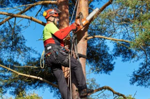 Tree Surgery Worcester