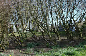 Woodland Clearance Exmouth (EX8)