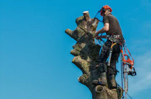 Tree Care Southchurch