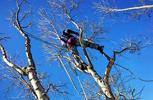 Tree Care Rugeley