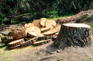 Tree Removal Trowbridge