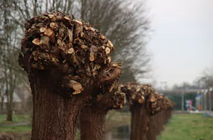Tree Pollarding Cleethorpes Lincolnshire