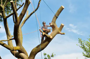 Local Tree Surgeon Stansted Mountfitchet