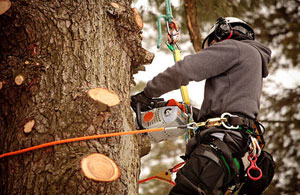 Professional Tree Surgeons Chester-le-Street County Durham