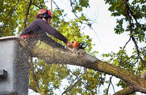 Tree Surgery Rochester