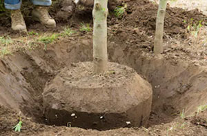 Tree Transplanting Blandford Forum (01258)