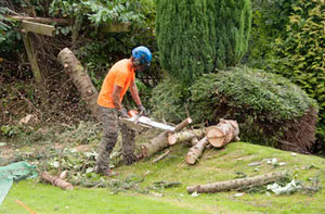 Local Tree Surgeon Guildford