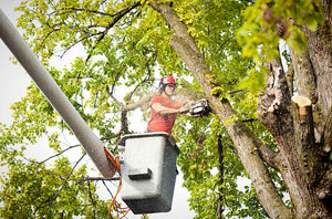 Local Tree Surgeon Leicester