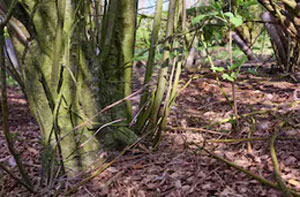 Woodland Clearance Weymouth (DT3)