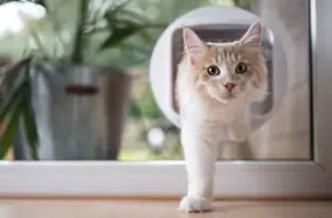 Cat Flap Fitters Berkshire