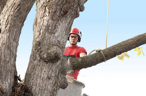 Professional Tree Surgeons Peacehaven East Sussex